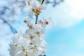 Sakura branch with white flowers. Blossom spring garden. Branch of a fruit tree.