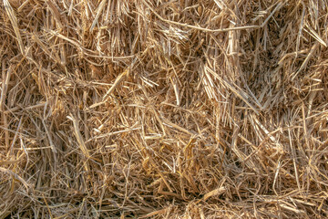 Close up a dry straw from rice under sunlight for background.