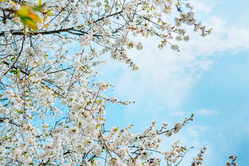 Blossoming branches under blue sky. Beautiful white flowers of a fruit tree in bright spring day. Copy space.