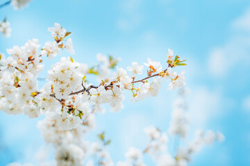 Obraz premium Brunches of white cherry blossom. Blue sky background.