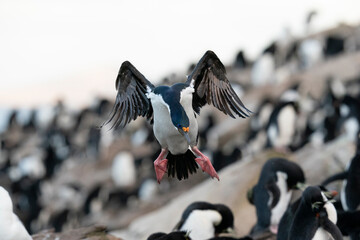 King Cormorant (Phalacrocorax atriceps)