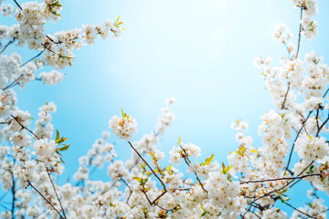 Beautiful orchard in spring. Blossoming fruit tree on clear blue sky background. White flowers blooming on branches in a sunny day.