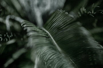 Close up of large natural leaves of a tropical tree.