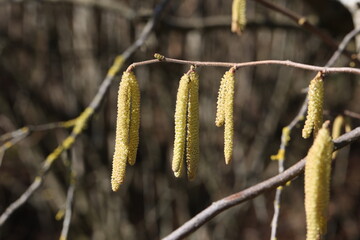 Spring in the forest bloom earrings hazel