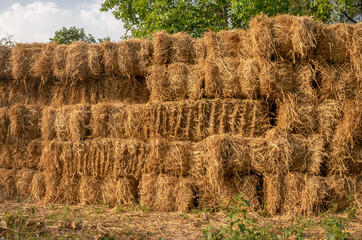 A bale of hay group or haystack on  agriculture farm, hay pile of dried grass straw under sunlight, front view.