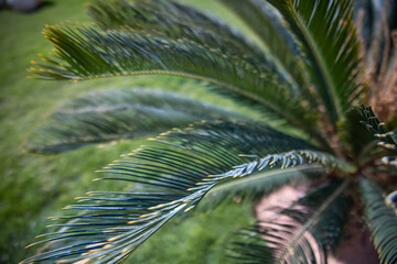 Close up of green branches of Egyptian palm.