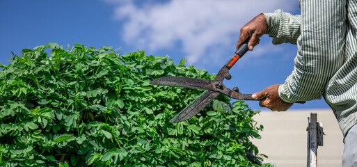 Obraz premium A gardener in the garden with a temporary hut cuts a tree with hedgehogs.