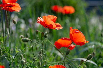 Red poppy flower on dark green background summer time