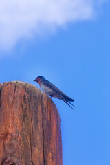 Perched welcome swallow on the Atherton Tableland in Tropical North Queensland, Australia