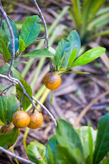 Native Gardenia fruit on the Atherton Tableland in Tropical North Queensland, Australia
