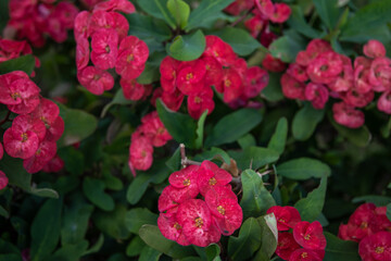 Close up of red bush flowers Euphorbia Mila or Crown of Thorns.