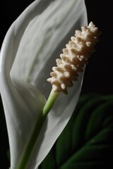 Spathiphyllum flowers