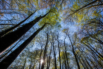 Fototapeta premium Spring sunrise in La Fageda D En Jorda Forest, La Garrotxa, Spain