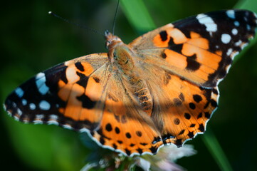 butterfly on leaf