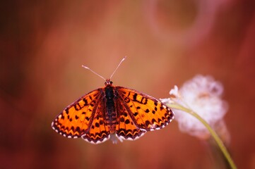 butterfly on flower