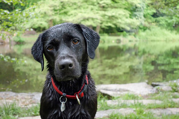 Black labrador after bath