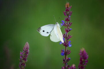 butterfly on a flower