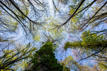 Spring sunrise in La Fageda D En Jorda Forest, La Garrotxa, Spain