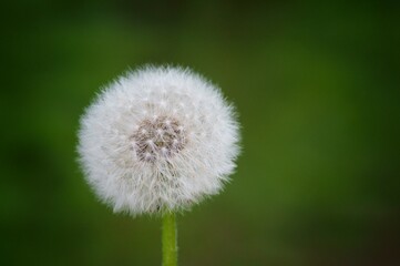 dandelion on green background
