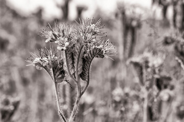 Phacelia