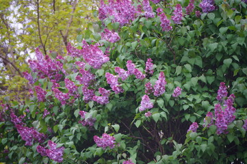 Fototapeta premium flowers in the garden