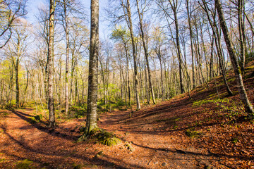 Spring sunrise in La Fageda D En Jorda Forest, La Garrotxa, Spain