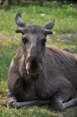 Fototapeta premium Young elk with just growing horns