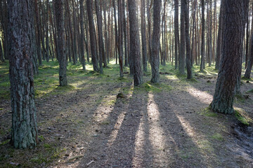 Landscape with pine trees on a Sunny day