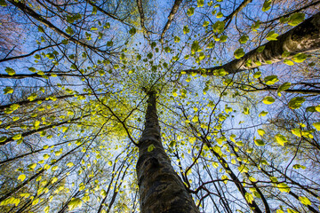 Fototapeta premium Spring sunrise in La Fageda D En Jorda Forest, La Garrotxa, Spain