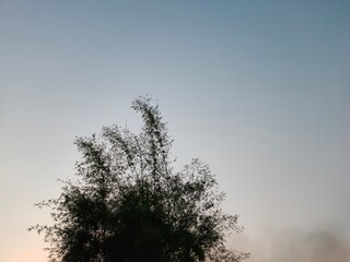 Fototapeta na wymiar Sky and bamboo peaks at dusk