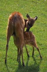 A small herd of fallow deer grazes on a green lawn under the sun after a summer rain