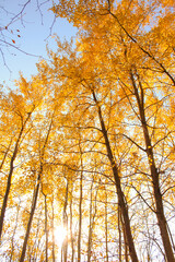 Jesienne odcienie żółci na wysokich drzewach. © Martixo