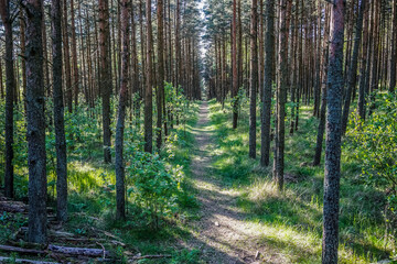 Landscape with pine trees on a Sunny day