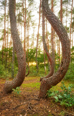 Bent pine trees in Crooked Forest (Krzywy Las) at sunset, Poland.