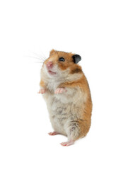 hamster stands on a white background