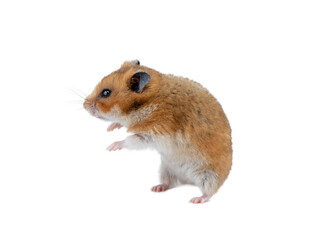 hamster stands on a white background © fotomaster