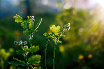 young leaves on the bushes of spring in the garden