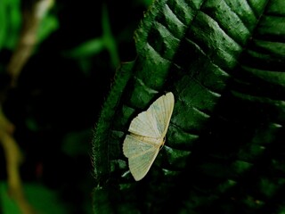 inseto borboleta