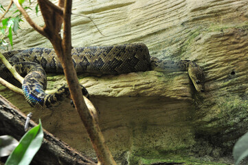 Snakes on stone outcrops
