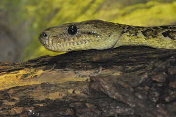 Snakes on wood vines