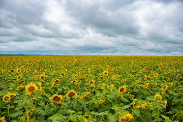 Bright field of flowers of sunflowers