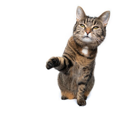 tabby shorthair cat sitting lifting paw begging for food isolated on white background