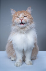 studio portrait of a ginger white maine coon cat looking at camera meowing with mouth open