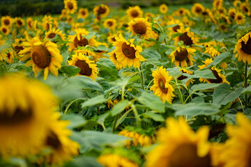 Fototapeta premium Bright field of flowers of sunflowers