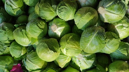 Fototapeta na wymiar Cabbage collection during farming (Brassica oleracea)