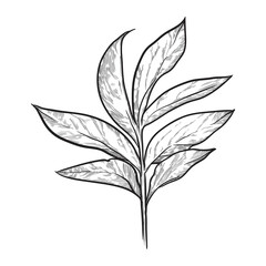 Branch with leaves isolated on white background. Hand drawn vector illustration.