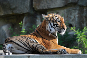 The leader of the Tiger Pride took his place on the hill in front of the lake.
