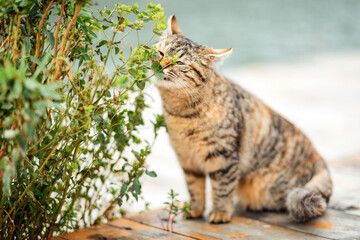 A striped brown cat sniffs a green plant and its leaves. Blurred background in the background
