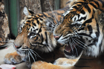 Tigers roar at an opponent