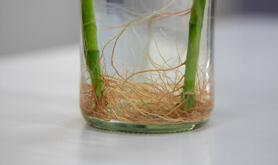 rooting in glass bottle fibrous roots grow